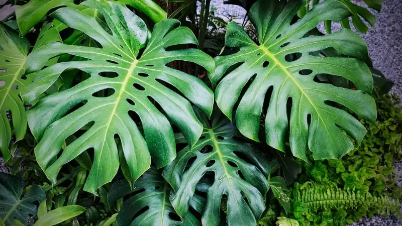 Cây trầu bà Nam Mỹ