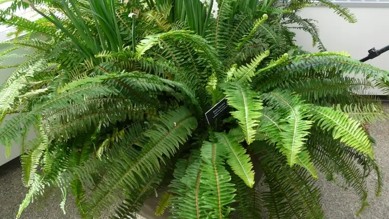 Cây dương xỉ lá me